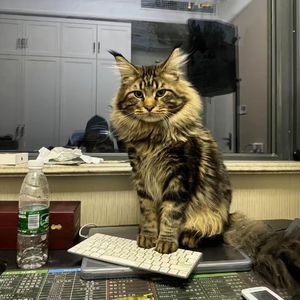 成人片在线网站视频
